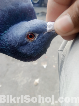 রেসার কবুতর